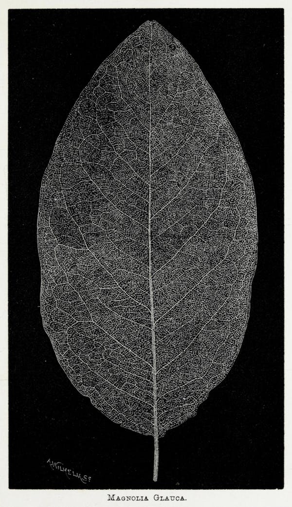 Image of skeletonized leaves and flowers