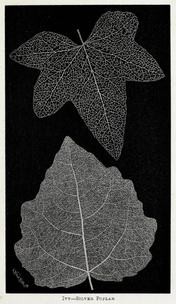 Image of skeletonized leaves and flowers