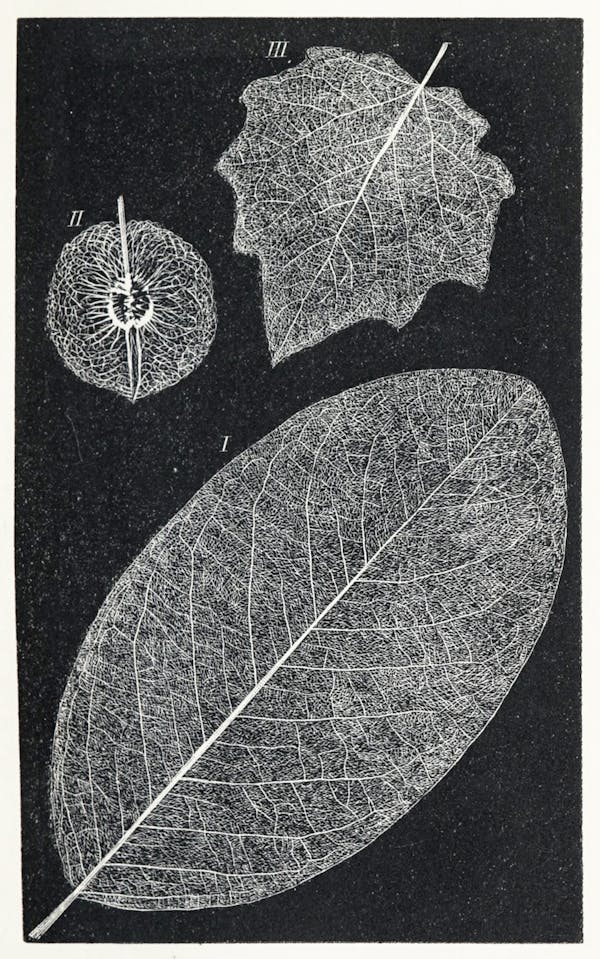 Image of skeletonized leaves and flowers