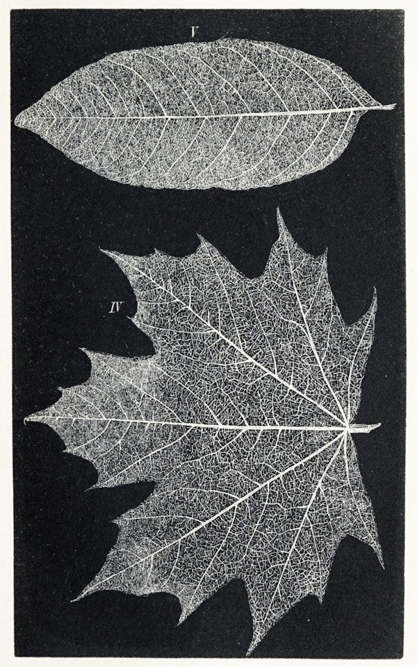 Image of skeletonized leaves and flowers