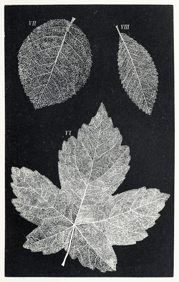 Image of skeletonized leaves and flowers