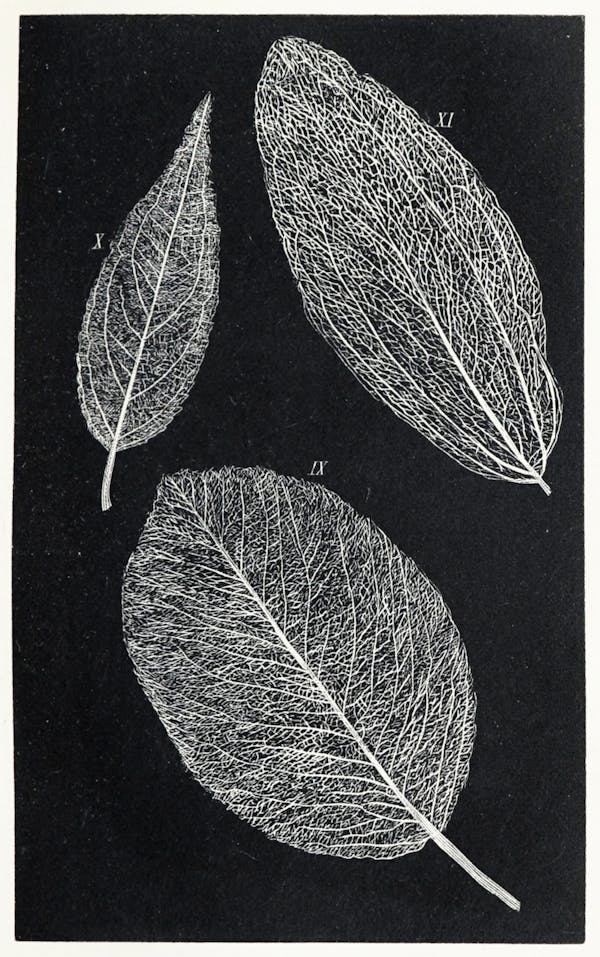 Image of skeletonized leaves and flowers