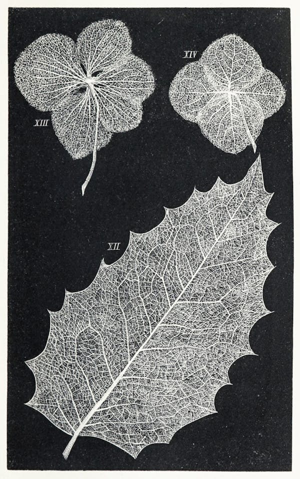 Image of skeletonized leaves and flowers