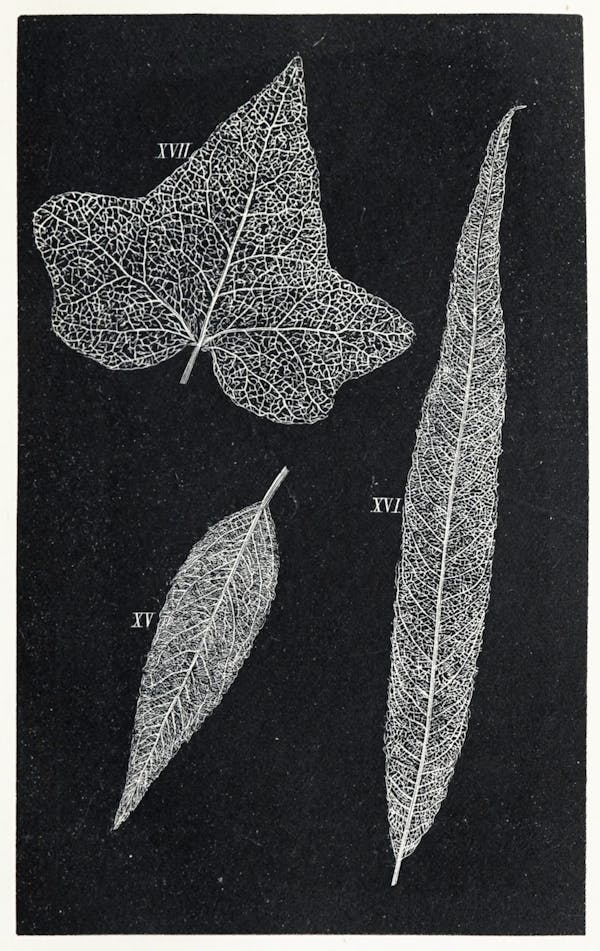 Image of skeletonized leaves and flowers