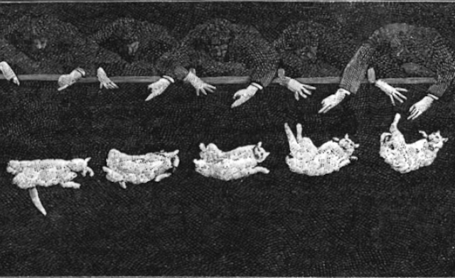 Photographs of a Falling Cat (1894)