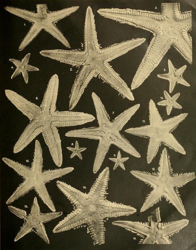 Photographs of Sea Stars (1917)