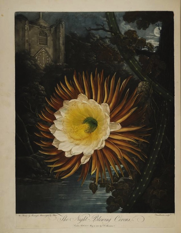 Plates from Robert Thornton's Temple of Flora (1807) — The Public 