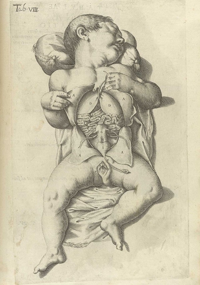 Plates from Spiegel’s *De formato foetu liber singularis* (1626)