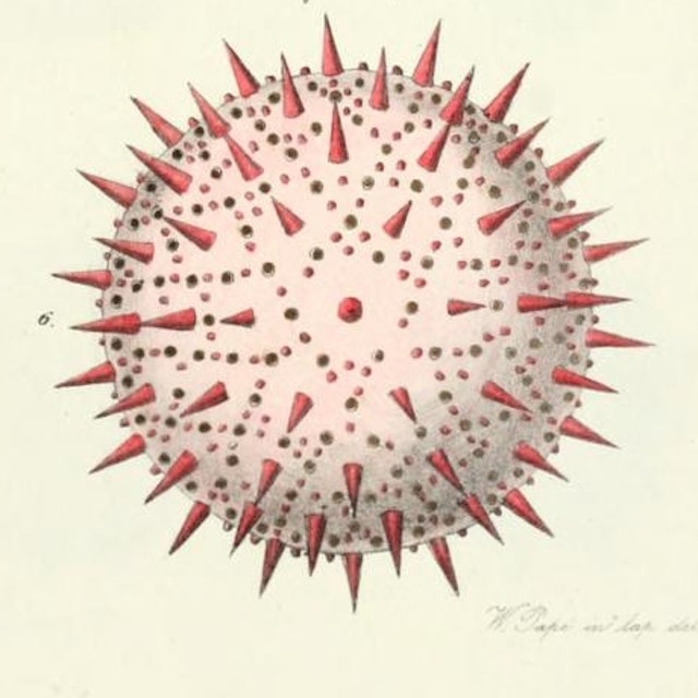 Pollen Up Close (1837)