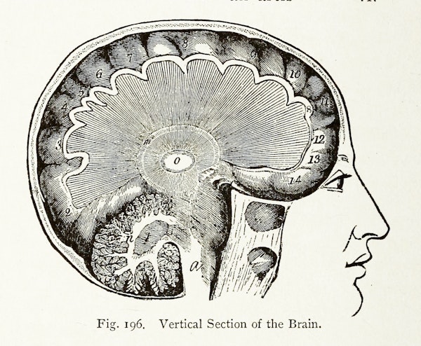 Illustration related to chromotherapy