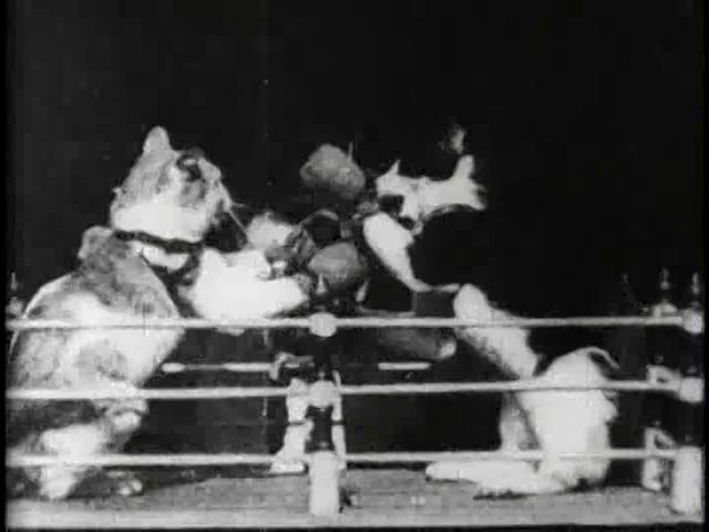 Professor Welton’s Boxing Cats (1894)