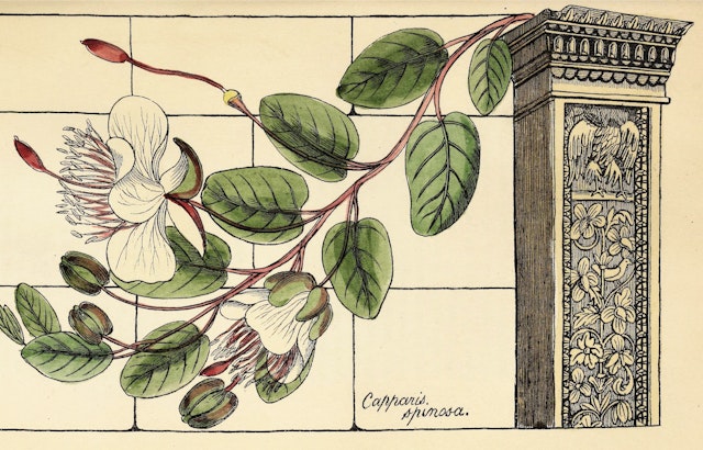 Richard Deakin’s Flora of the Colosseum of Rome (1855)