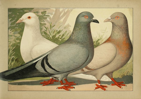 Lithograph of pigeons