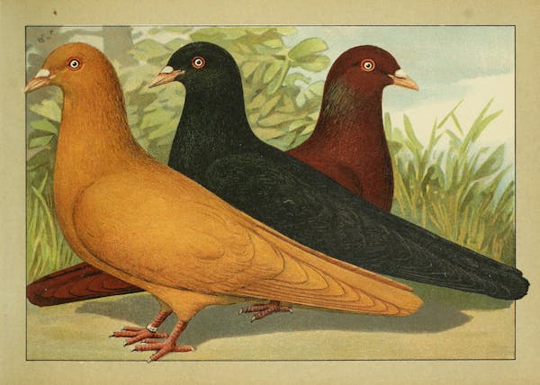 Lithograph of pigeons