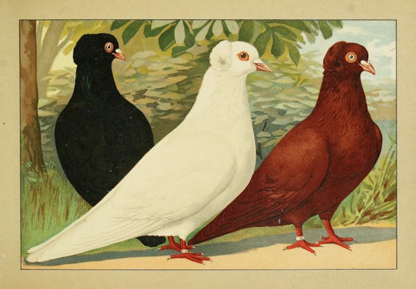 Lithograph of pigeons