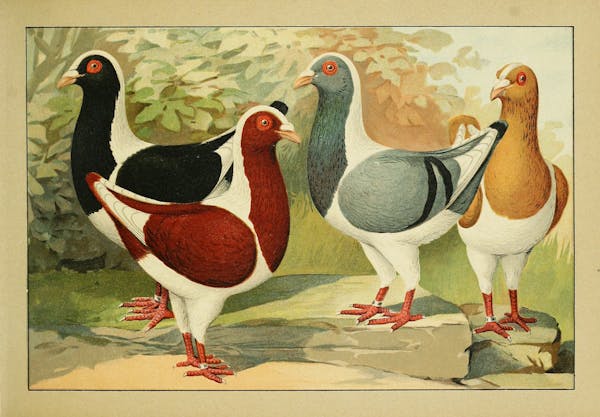 Lithograph of pigeons