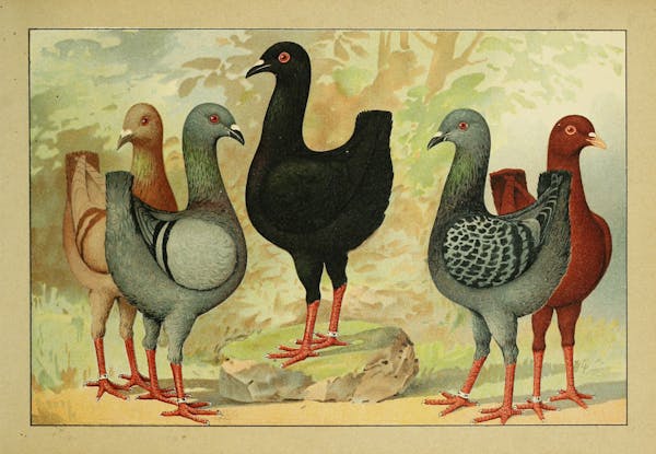 Lithograph of pigeons