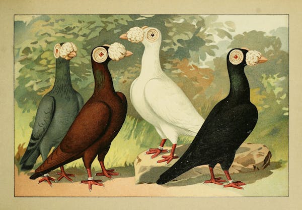 Lithograph of pigeons