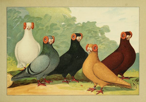 Lithograph of pigeons