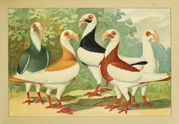 Lithograph of pigeons