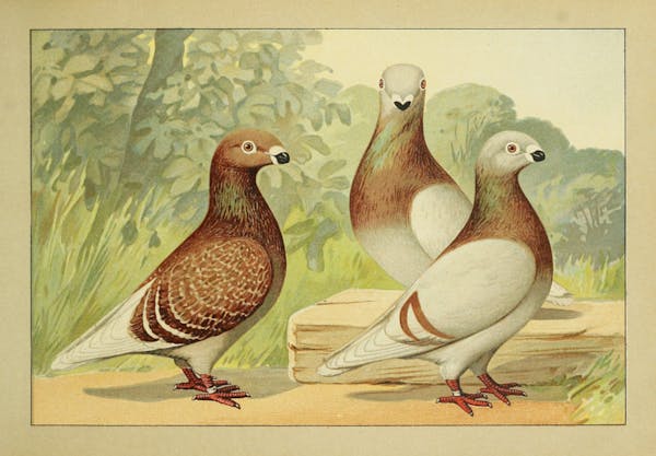 Lithograph of pigeons