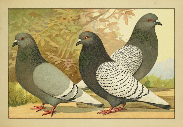 Lithograph of pigeons