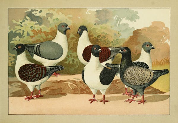 Lithograph of pigeons