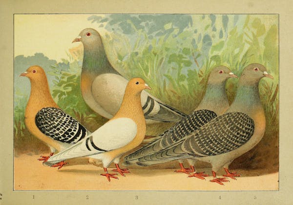 Lithograph of pigeons