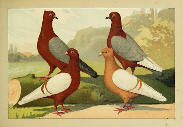 Lithograph of pigeons