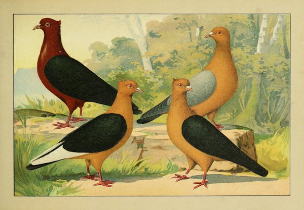 Lithograph of pigeons