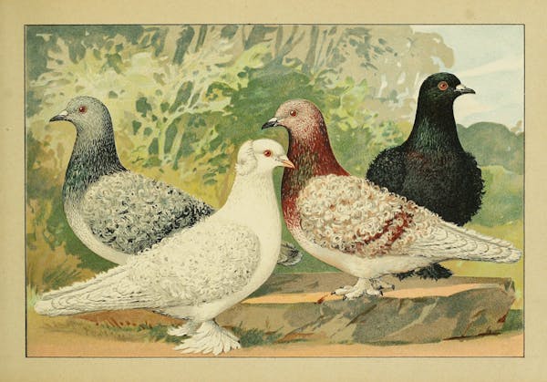 Lithograph of pigeons