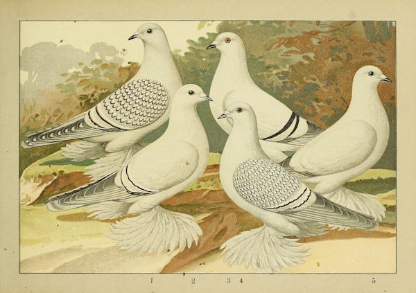 Lithograph of pigeons