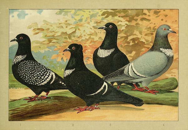 Lithograph of pigeons