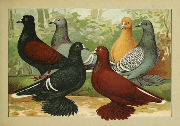 Lithograph of pigeons