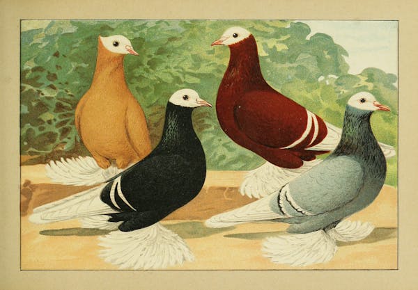 Lithograph of pigeons