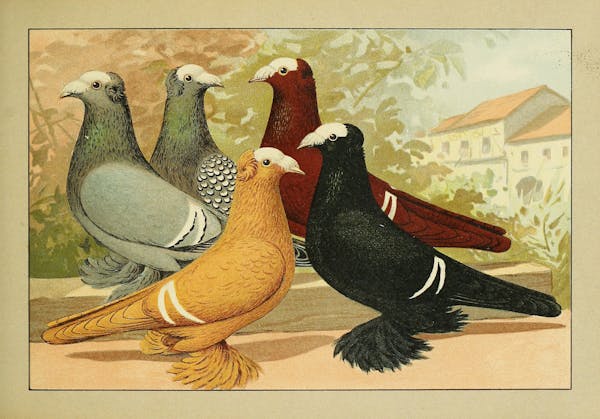 Lithograph of pigeons