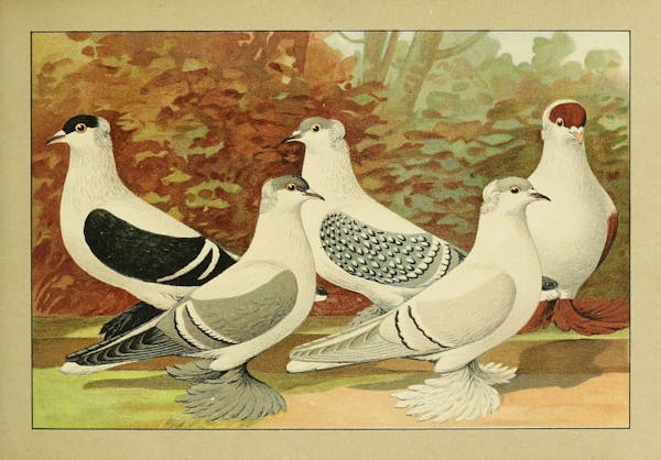 Lithograph of pigeons