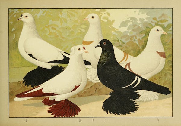 Lithograph of pigeons