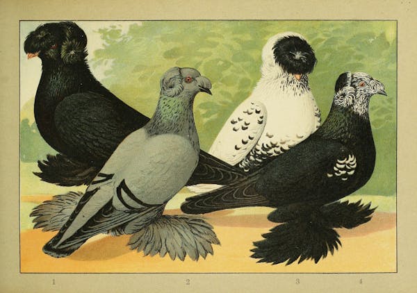 Lithograph of pigeons