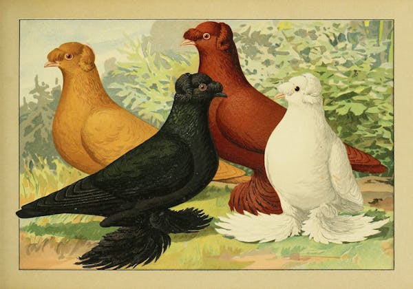 Lithograph of pigeons