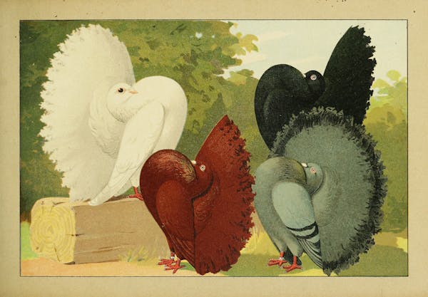 Lithograph of pigeons