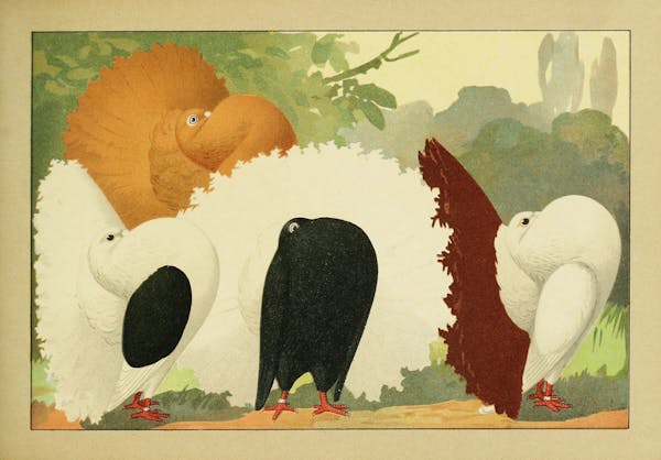 Lithograph of pigeons