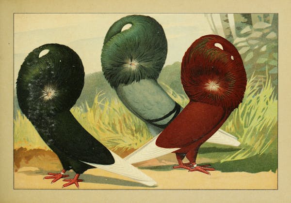 Lithograph of pigeons