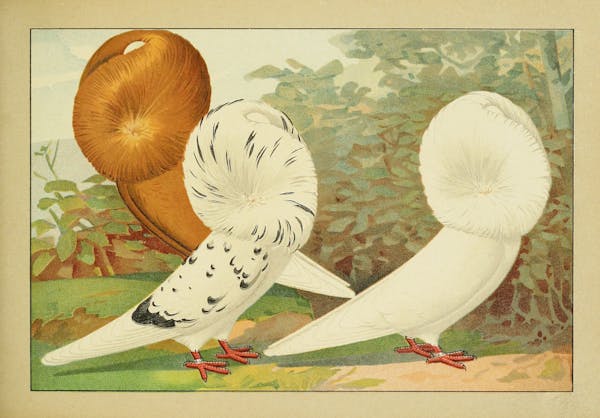 Lithograph of pigeons