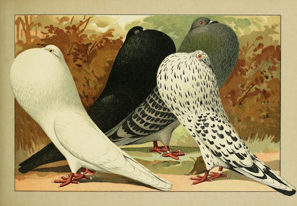 Lithograph of pigeons