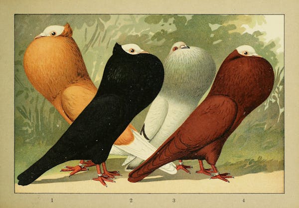 Lithograph of pigeons