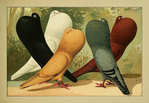 Lithograph of pigeons