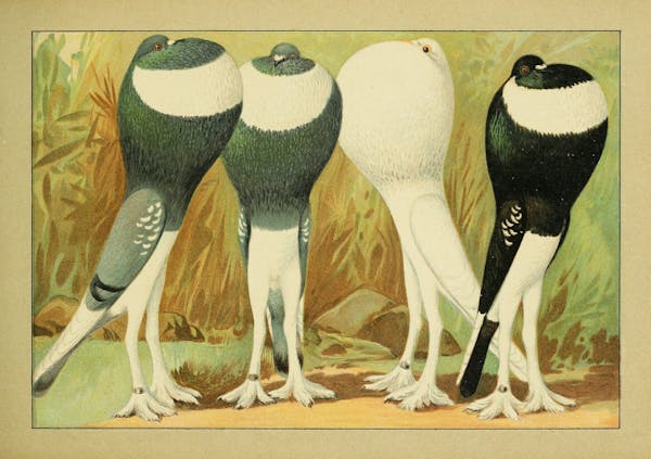 Lithograph of pigeons