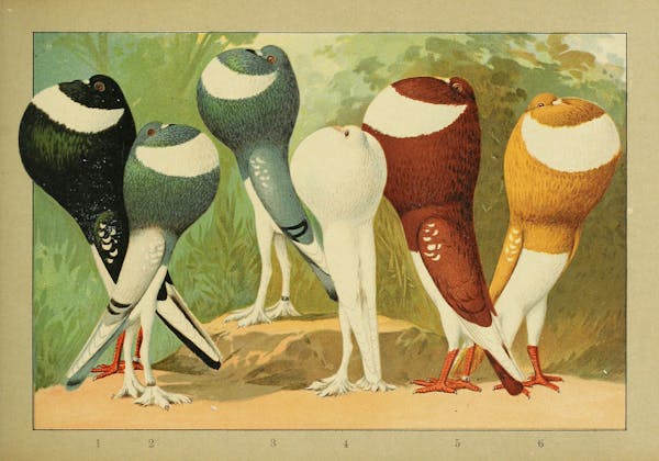 Lithograph of pigeons