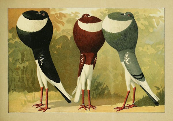 Lithograph of pigeons